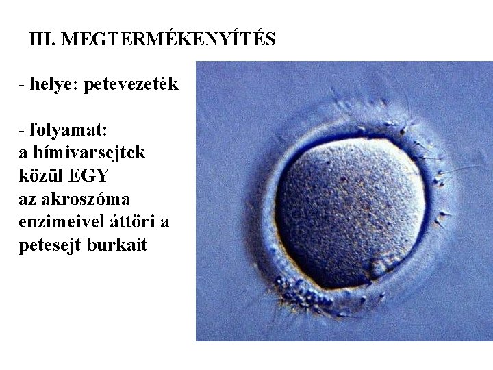 III. MEGTERMÉKENYÍTÉS - helye: petevezeték - folyamat: a hímivarsejtek közül EGY az akroszóma enzimeivel