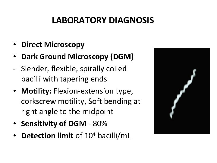LABORATORY DIAGNOSIS OF SYPHILIS • Direct Microscopy • Dark Ground Microscopy (DGM) - Slender,