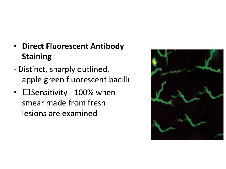LABORATORY DIAGNOSIS OF SYPHILIS • Direct Fluorescent Antibody Staining - Distinct, sharply outlined, apple