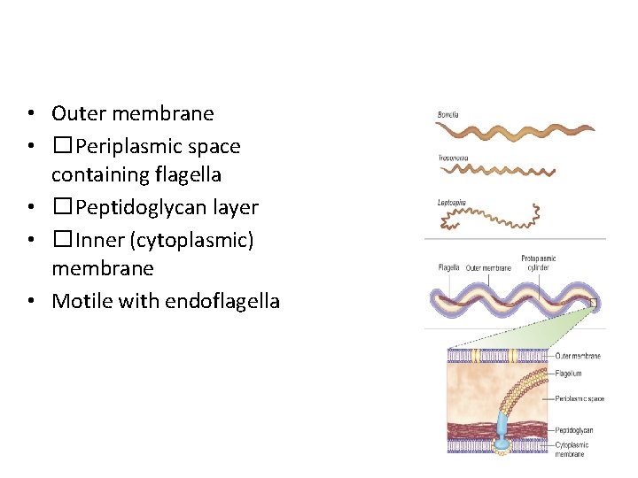 Ultrastructure of Spirochetes • Outer membrane • �Periplasmic space containing flagella • �Peptidoglycan layer
