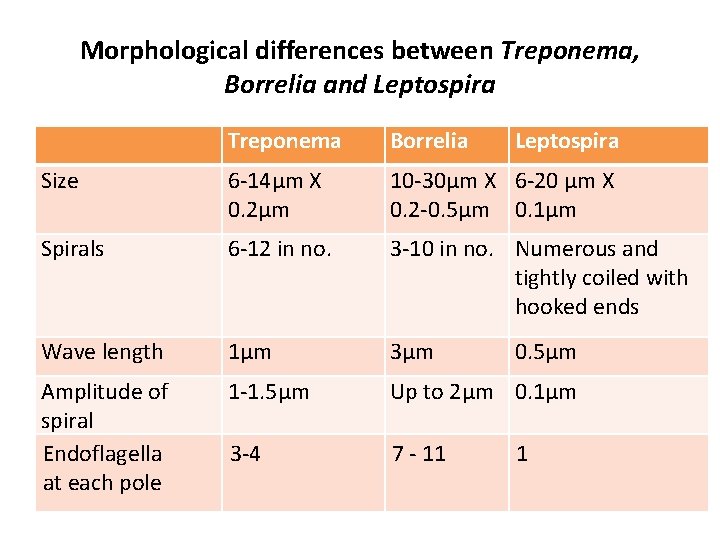Morphological differences between Treponema, Borrelia and Leptospira Treponema Borrelia Leptospira Size 6 -14μm X