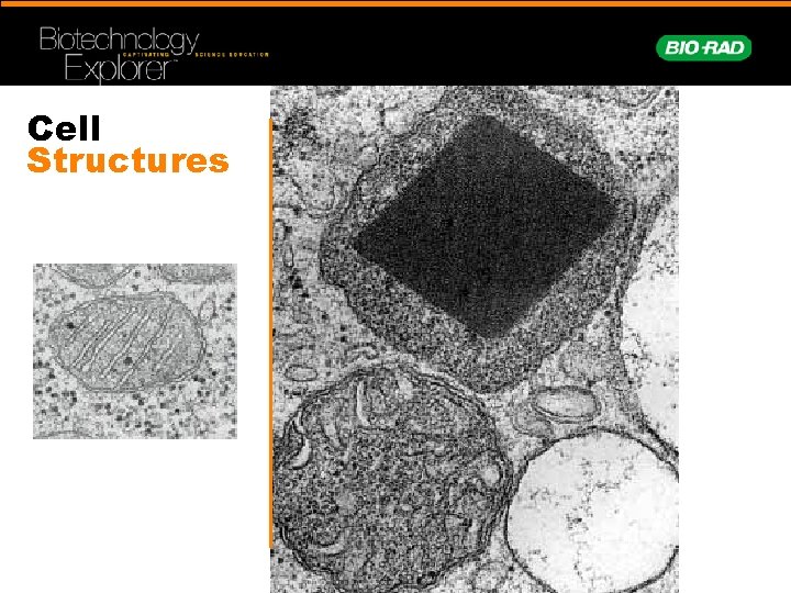 Cell Structures 