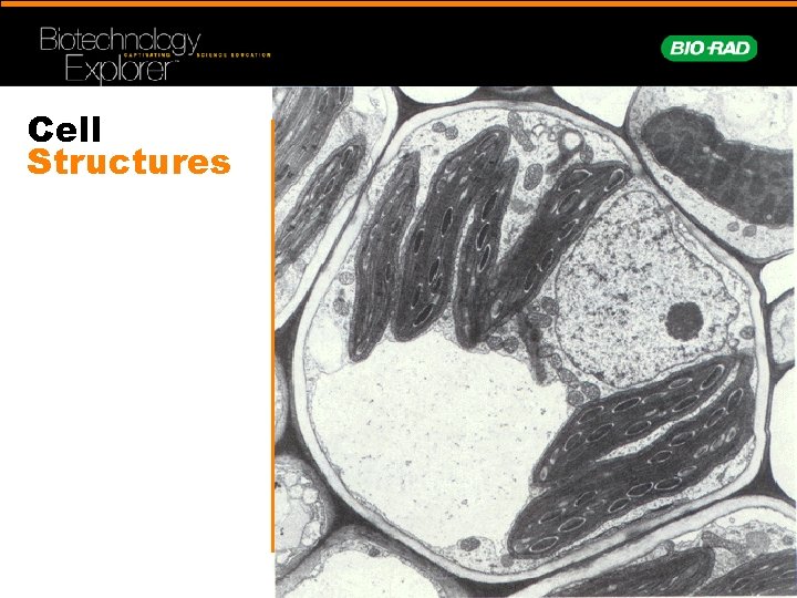 Cell Structures 