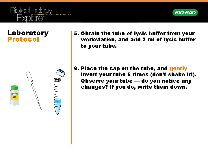 Laboratory Protocol 5. Obtain the tube of lysis buffer from your workstation, and add