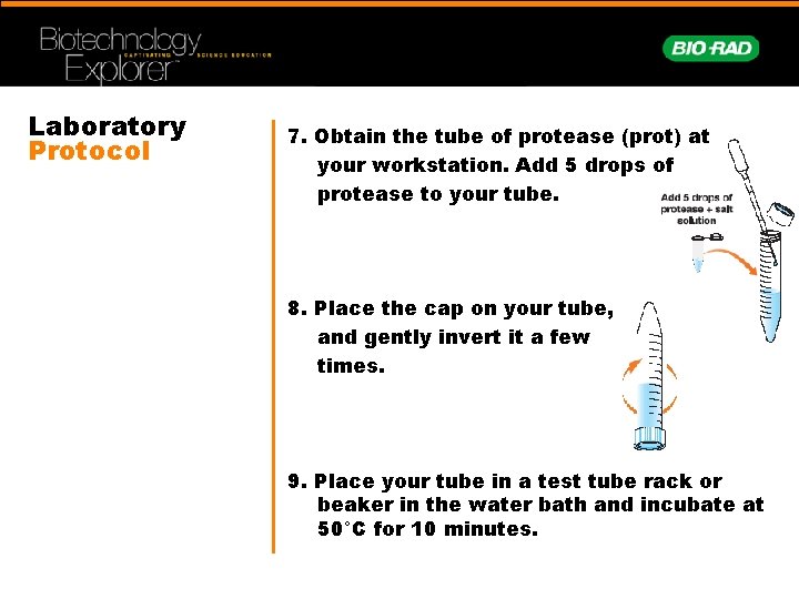 Laboratory Protocol 7. Obtain the tube of protease (prot) at your workstation. Add 5