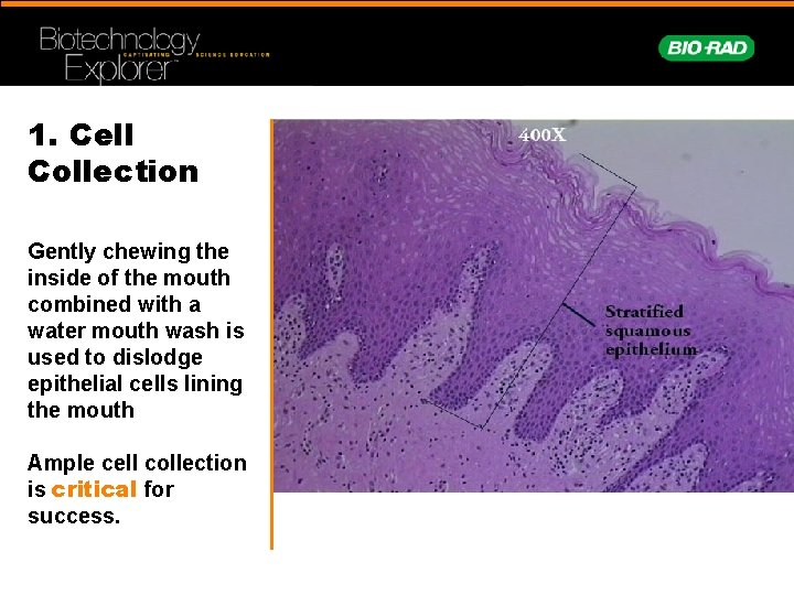 1. Cell Collection Gently chewing the inside of the mouth combined with a water
