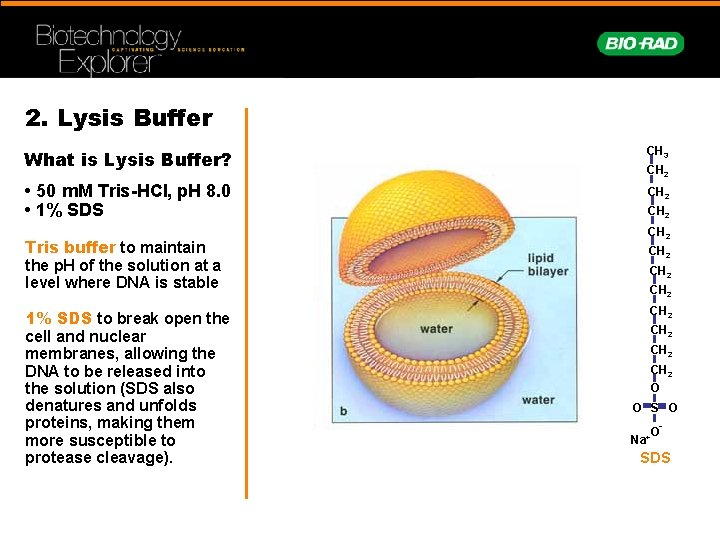 2. Lysis Buffer What is Lysis Buffer? CH 3 • 50 m. M Tris-HCI,