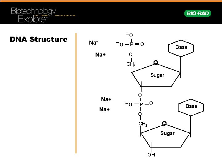 DNA Structure O Na+ P O Base O O CH 2 Sugar Na+ O