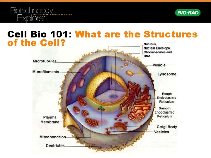 Cell Bio 101: What are the Structures of the Cell? 