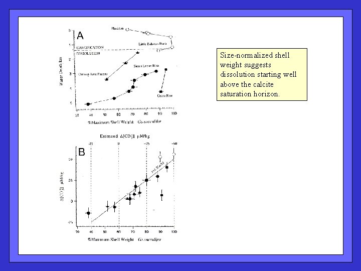 Size-normalized shell weight suggests dissolution starting well above the calcite saturation horizon. 