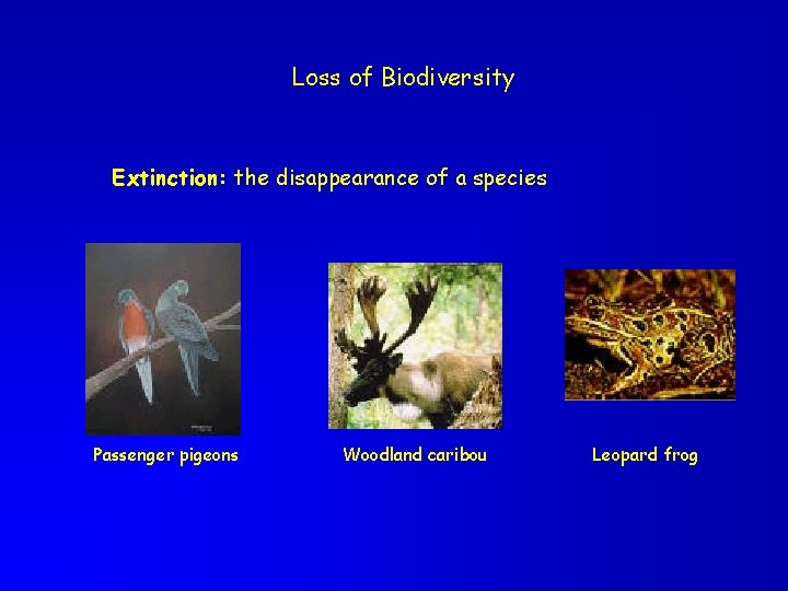 Loss of Biodiversity Extinction: the disappearance of a species Passenger pigeons Woodland caribou Leopard