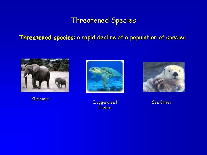 Threatened Species Threatened species: a rapid decline of a population of species Elephants Logger-head