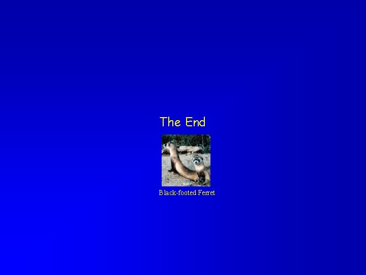 The End Black-footed Ferret 