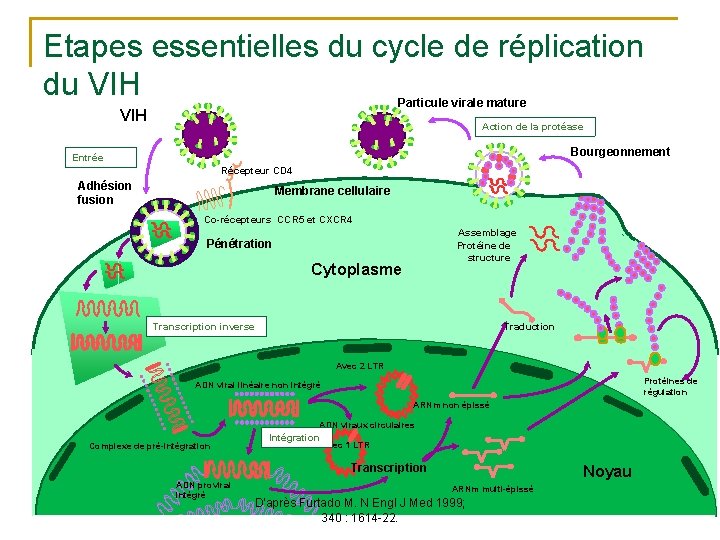 Etapes essentielles du cycle de réplication du VIH Particule virale mature VIH Action de