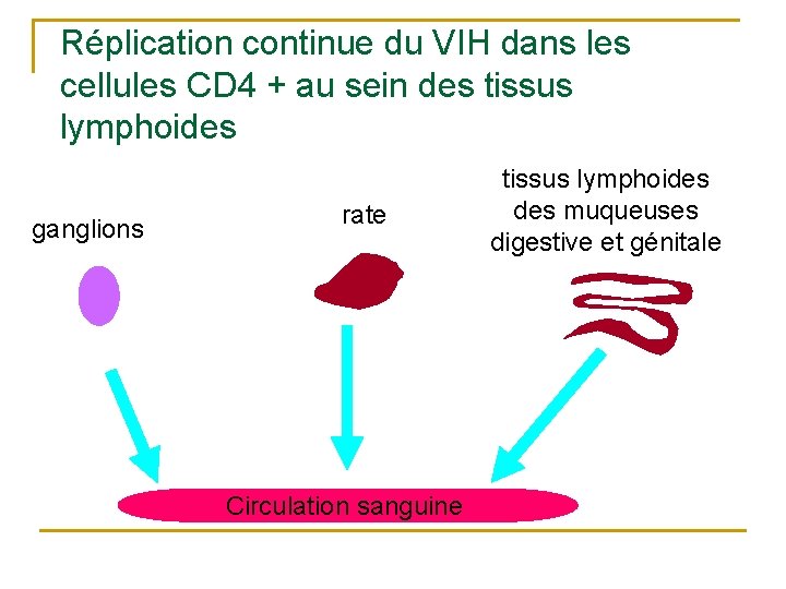 Réplication continue du VIH dans les cellules CD 4 + au sein des tissus