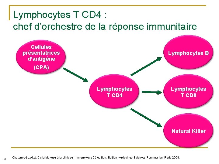 Lymphocytes T CD 4 : chef d’orchestre de la réponse immunitaire Cellules présentatrices d’antigène