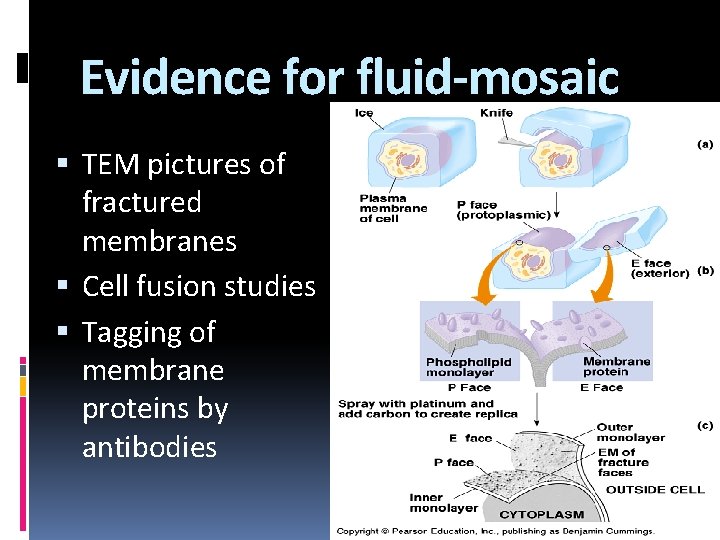 Evidence for fluid-mosaic TEM pictures of fractured membranes Cell fusion studies Tagging of membrane
