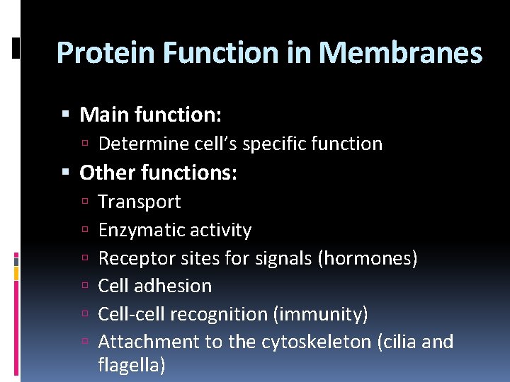 Protein Function in Membranes Main function: Determine cell’s specific function Other functions: Transport Enzymatic