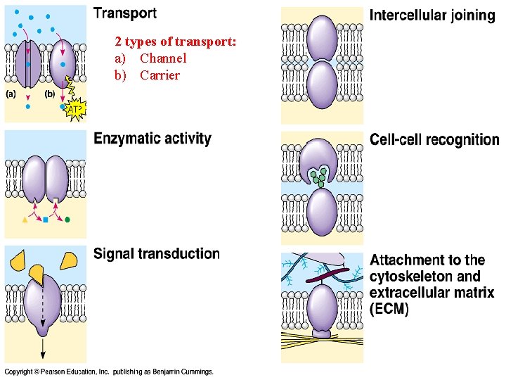 2 types of transport: a) Channel b) Carrier 