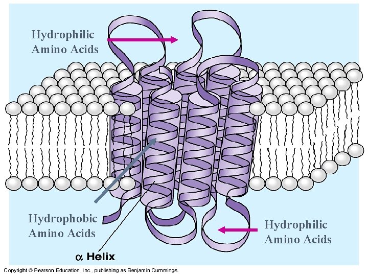 Hydrophilic Amino Acids Hydrophobic Amino Acids Hydrophilic Amino Acids 