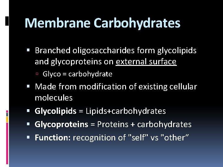 Membrane Carbohydrates Branched oligosaccharides form glycolipids and glycoproteins on external surface Glyco = carbohydrate