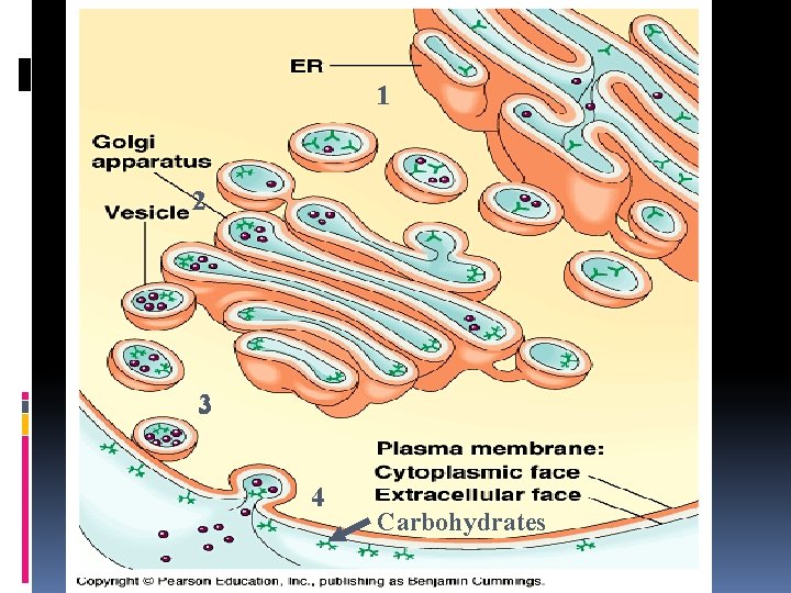 1 2 3 4 Carbohydrates 