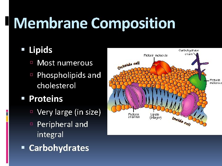 Membrane Composition Lipids Most numerous Phospholipids and cholesterol Proteins Very large (in size) Peripheral