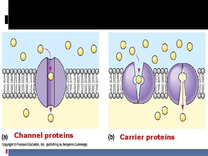 Channel proteins Carrier proteins 