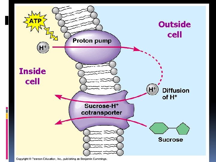 Outside cell Inside cell 
