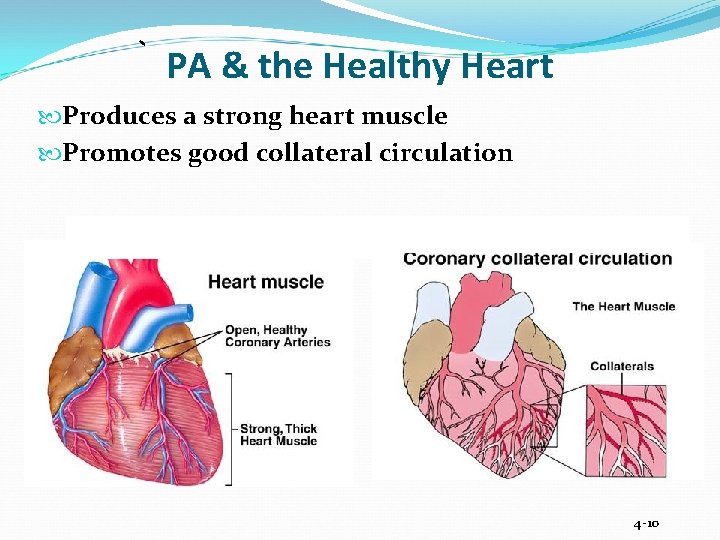 PA & the Healthy Heart Produces a strong heart muscle Promotes good collateral circulation