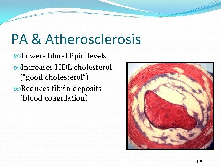 PA & Atherosclerosis Lowers blood lipid levels Increases HDL cholesterol (“good cholesterol”) Reduces fibrin