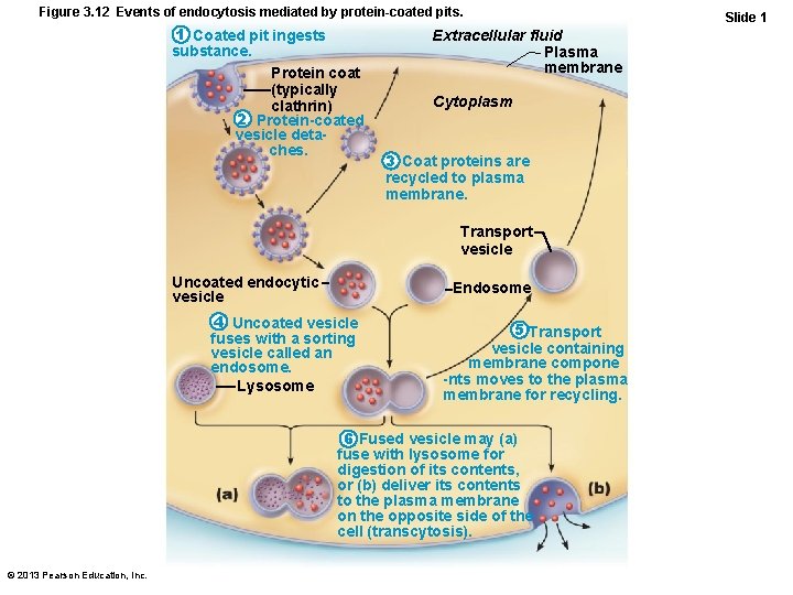 Figure 3. 12 Events of endocytosis mediated by protein-coated pits. 1 Coated pit ingests