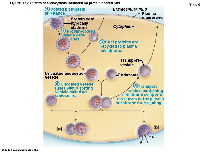 Figure 3. 12 Events of endocytosis mediated by protein-coated pits. 1 Coated pit ingests
