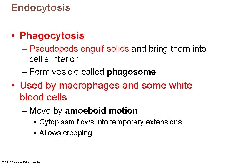 Endocytosis • Phagocytosis – Pseudopods engulf solids and bring them into cell's interior –