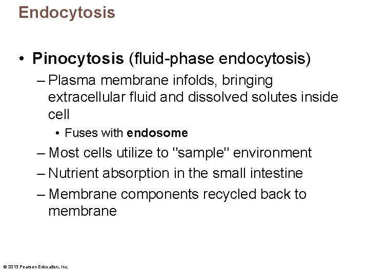 Endocytosis • Pinocytosis (fluid-phase endocytosis) – Plasma membrane infolds, bringing extracellular fluid and dissolved