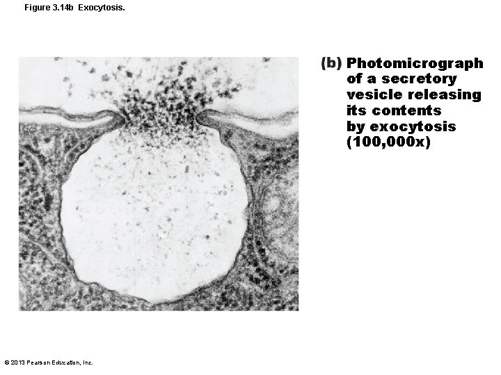 Figure 3. 14 b Exocytosis. Photomicrograph of a secretory vesicle releasing its contents by