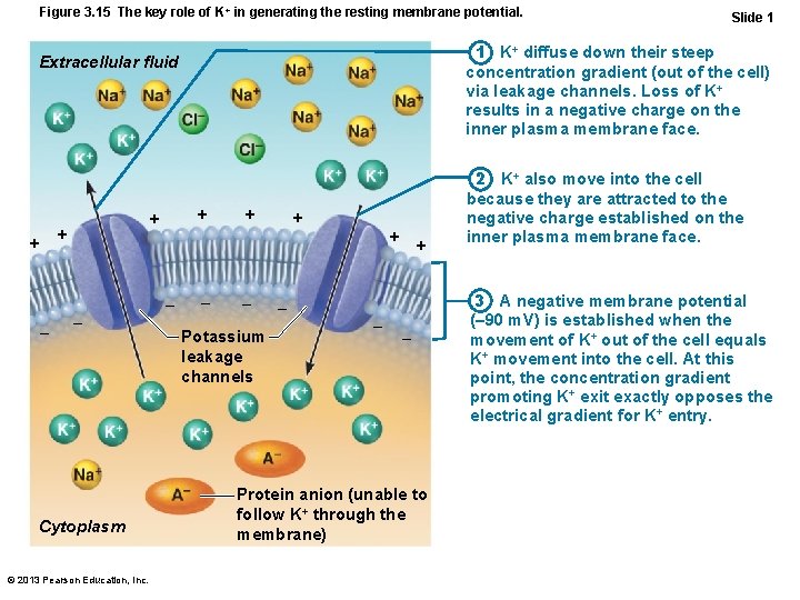 Figure 3. 15 The key role of K+ in generating the resting membrane potential.