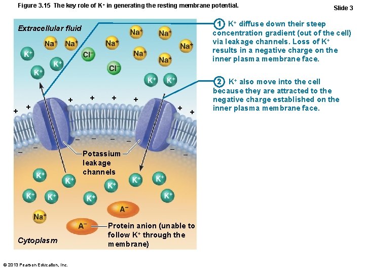 Figure 3. 15 The key role of K+ in generating the resting membrane potential.