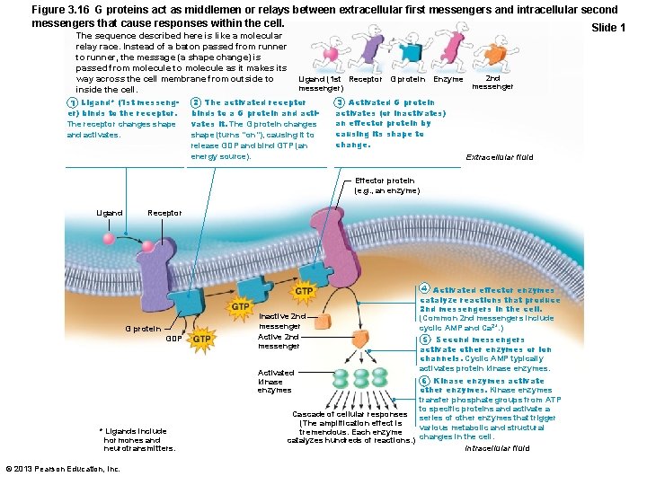Figure 3. 16 G proteins act as middlemen or relays between extracellular first messengers