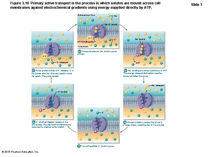 Figure 3. 10 Primary active transport is the process in which solutes are moved