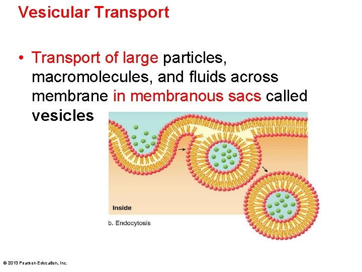 Vesicular Transport • Transport of large particles, macromolecules, and fluids across membrane in membranous