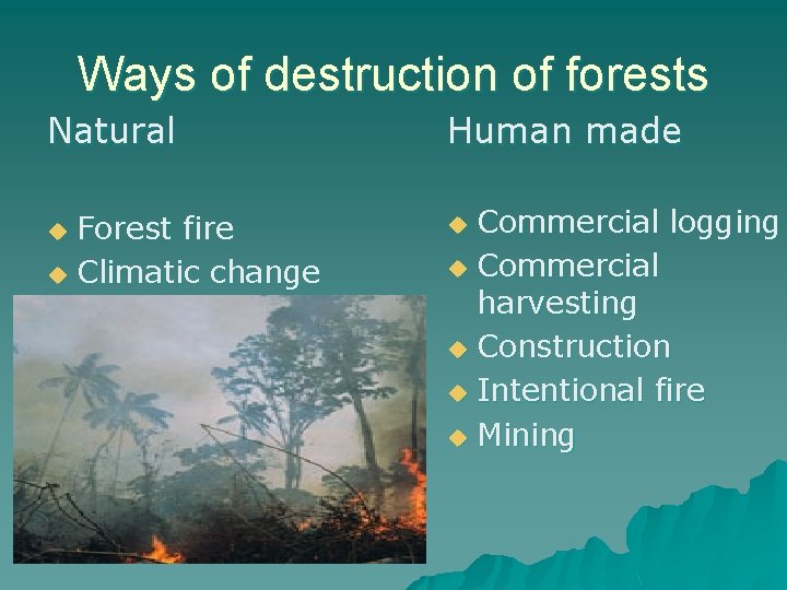 Ways of destruction of forests Natural Human made Forest fire u Climatic change u