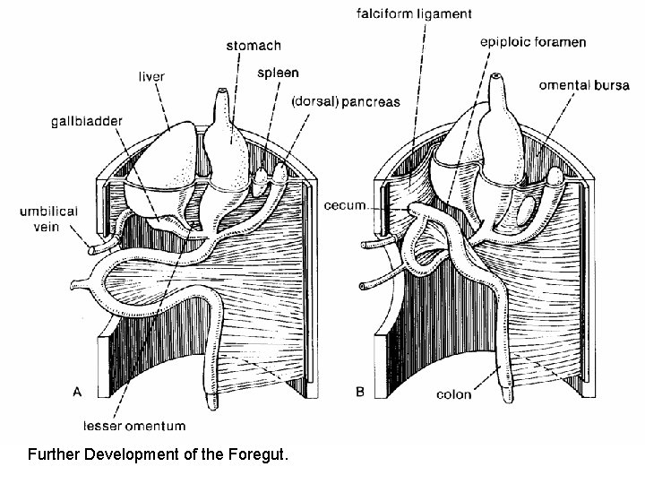 Further Development of the Foregut. Rotation of the Foregut Further Development of the Foregut. Rotation of the Foregut