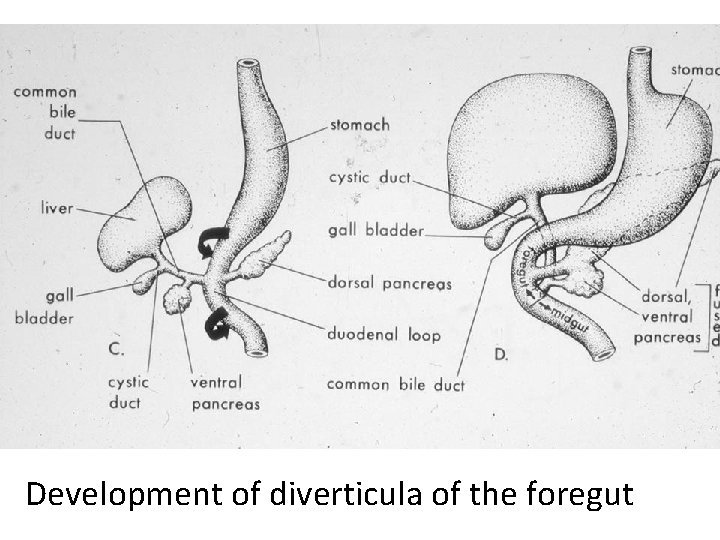 Development of diverticula of the foregut Development of diverticula of the foregut
