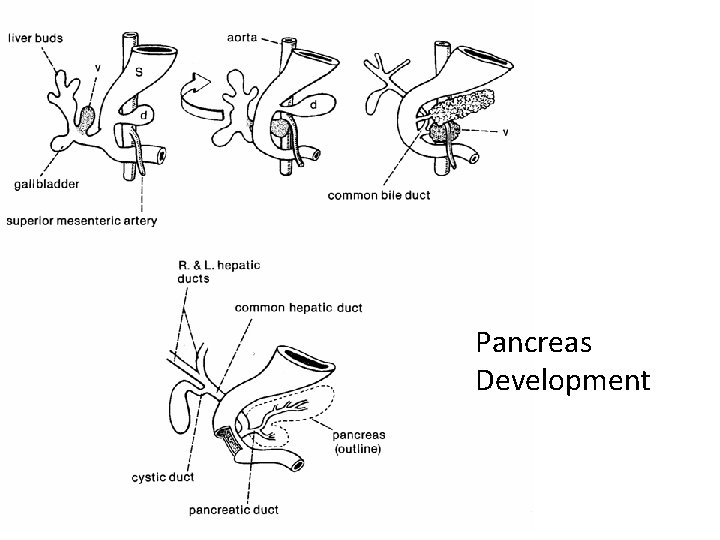 Pancreas Development Pancreas Development