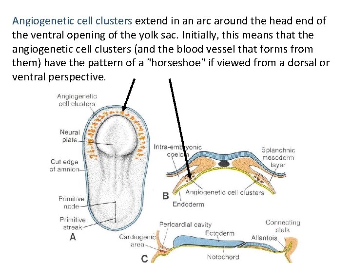 Angiogenetic cell clusters extend in an arc around the head end of the ventral Angiogenetic cell clusters extend in an arc around the head end of the ventral