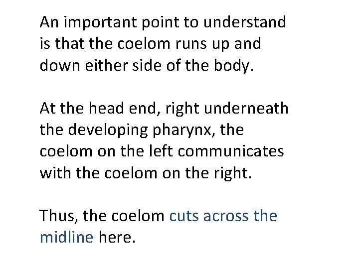 An important point to understand is that the coelom runs up and down either An important point to understand is that the coelom runs up and down either