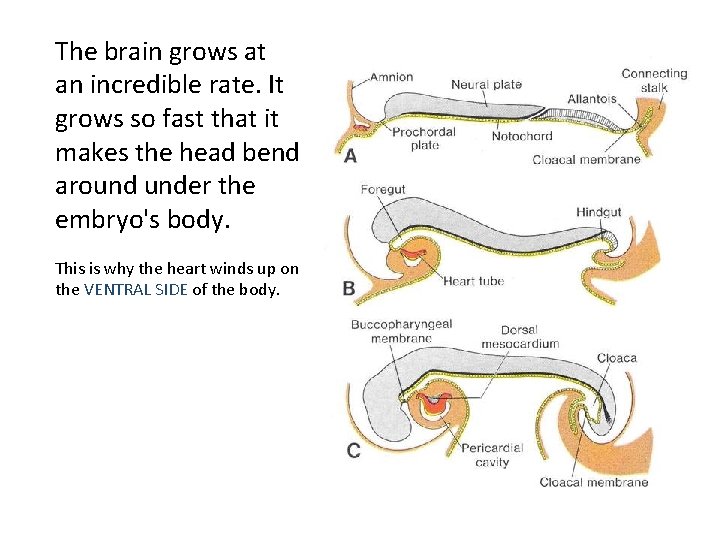 The brain grows at an incredible rate. It grows so fast that it makes The brain grows at an incredible rate. It grows so fast that it makes