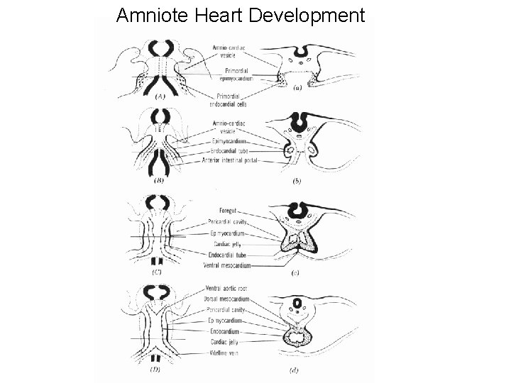 Amniote Heart Development Amniote Heart Development