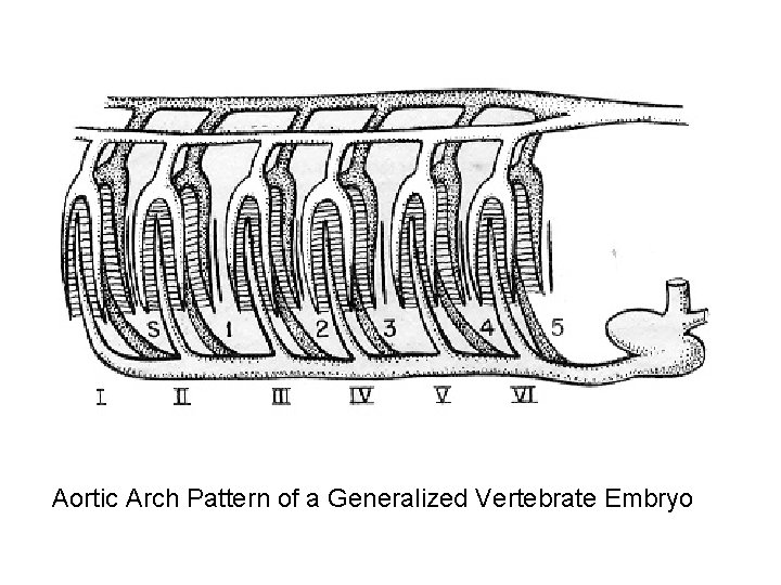 Aortic Arch Pattern of a Generalized Vertebrate Embryo Aortic Arch Pattern of a Generalized Vertebrate Embryo